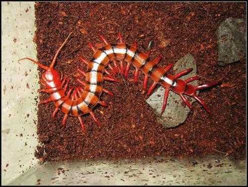 在爬行动物中(包括节肢动物),全球范围内有哪些气质超群的生物? - 知