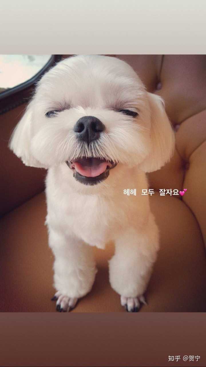 请问blackpink的四位成员分别养的事什么宠物 知乎 请问blackpink的四位成员分别养的事什么宠物 知乎