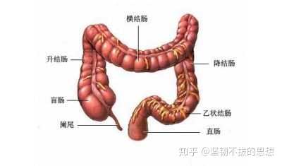 关于阑尾炎 普通人有哪些需要知道的知识 知乎