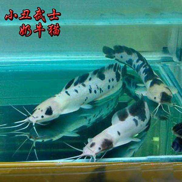 奶牛猫不是一种鱼吗