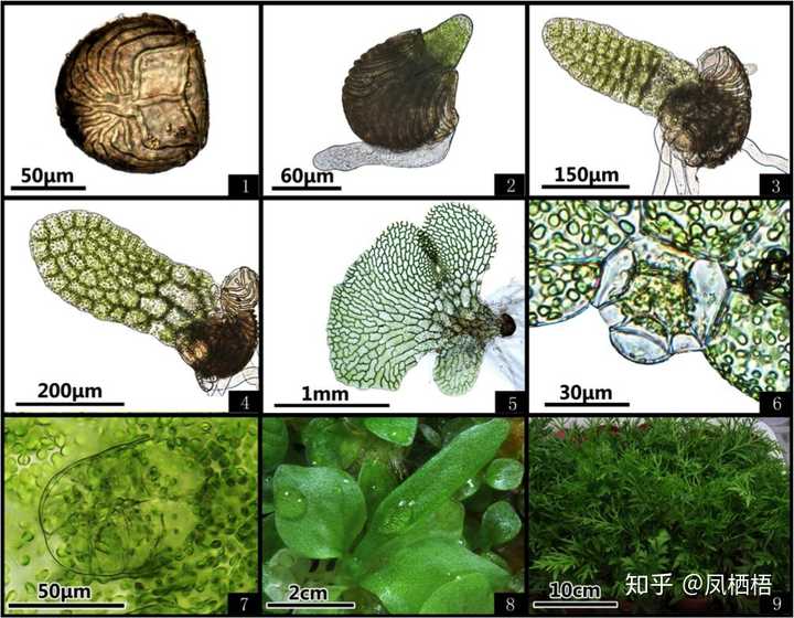 蕨类植物的生殖方式是什么 凤栖梧的回答 知乎