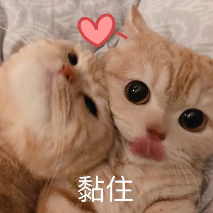 有什么可爱的文案?