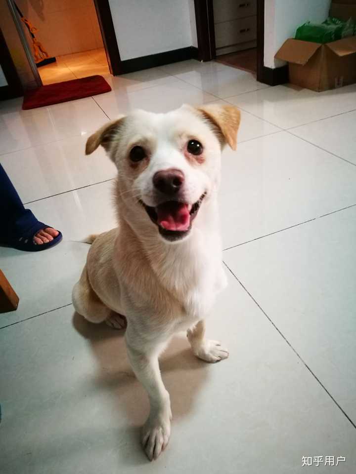 中华田园犬的颜值可以多高?