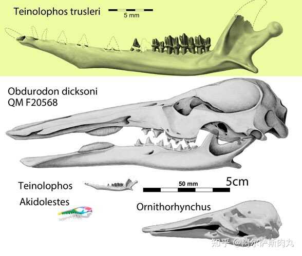 有牙的鸭嘴兽顽齿鸭嘴兽obdurodon