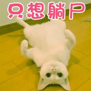 两只猫打架,更多是真打架还是闹着玩?