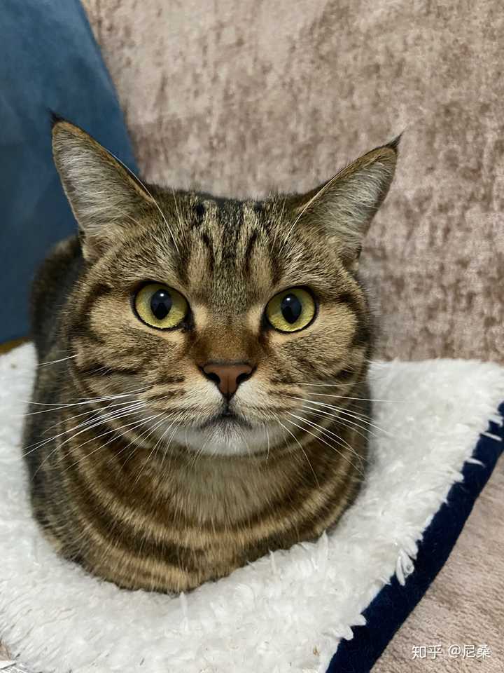 美短和狸花猫应该怎么辨认 知乎 美短和狸花猫应该怎么辨认 知乎