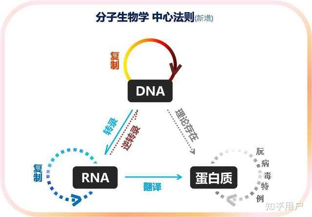 DNA 和 RNA 的区别有哪些？ - 知乎