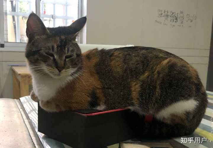 养雀猫(麻猫)是一种怎样的体验? - 知乎