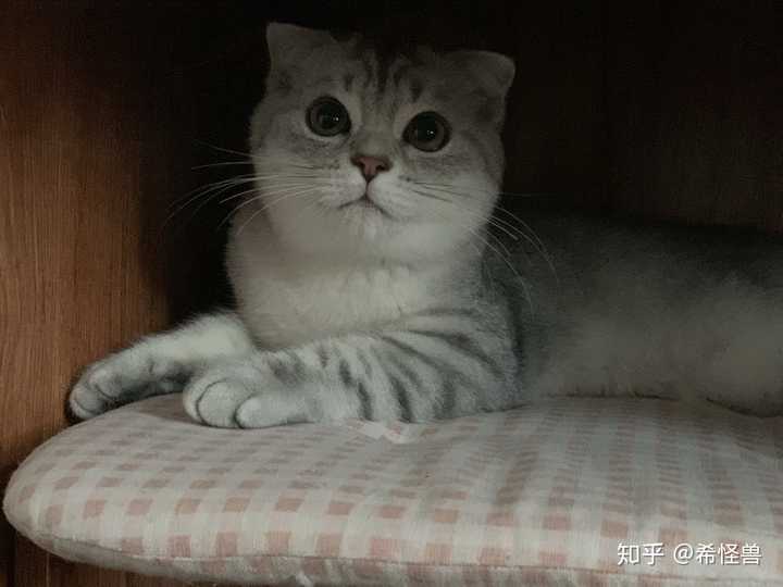 美短和英短杂交好看吗?养猫的来戳戳