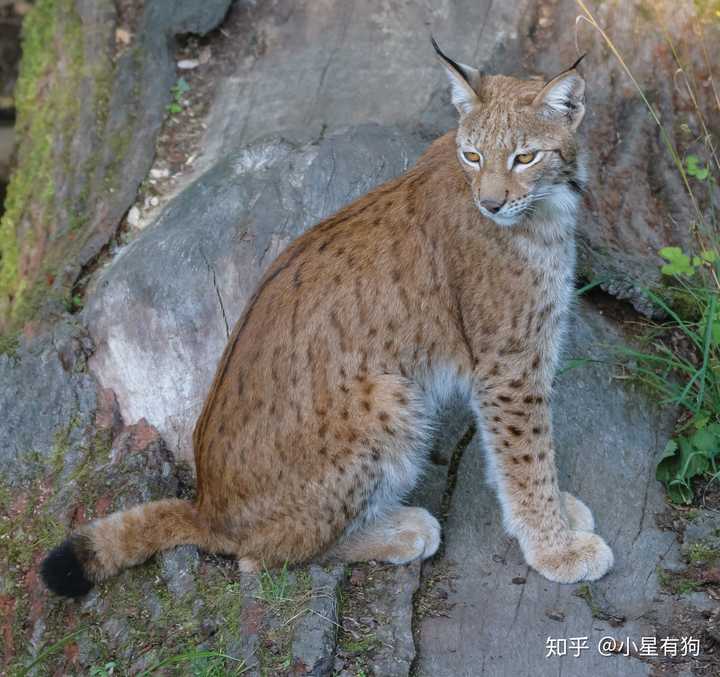 猞猁的生活习性有哪些特点? - 知乎