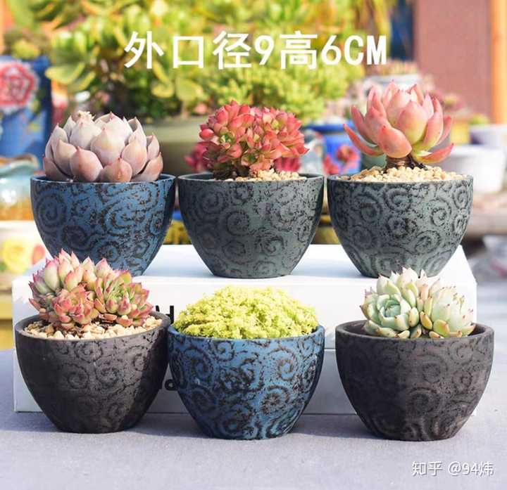 大家喜欢什么样的多肉花盆 知乎 大家喜欢什么样的多肉花盆 知乎