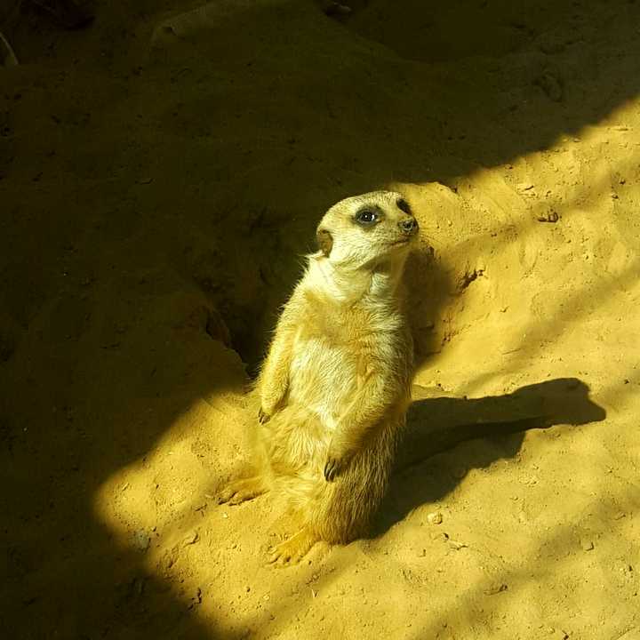 以前看bbc纪录片时候就超迷它(`) 上图上图