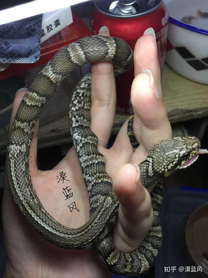 一条坚强的畸形赤峰锦蛇