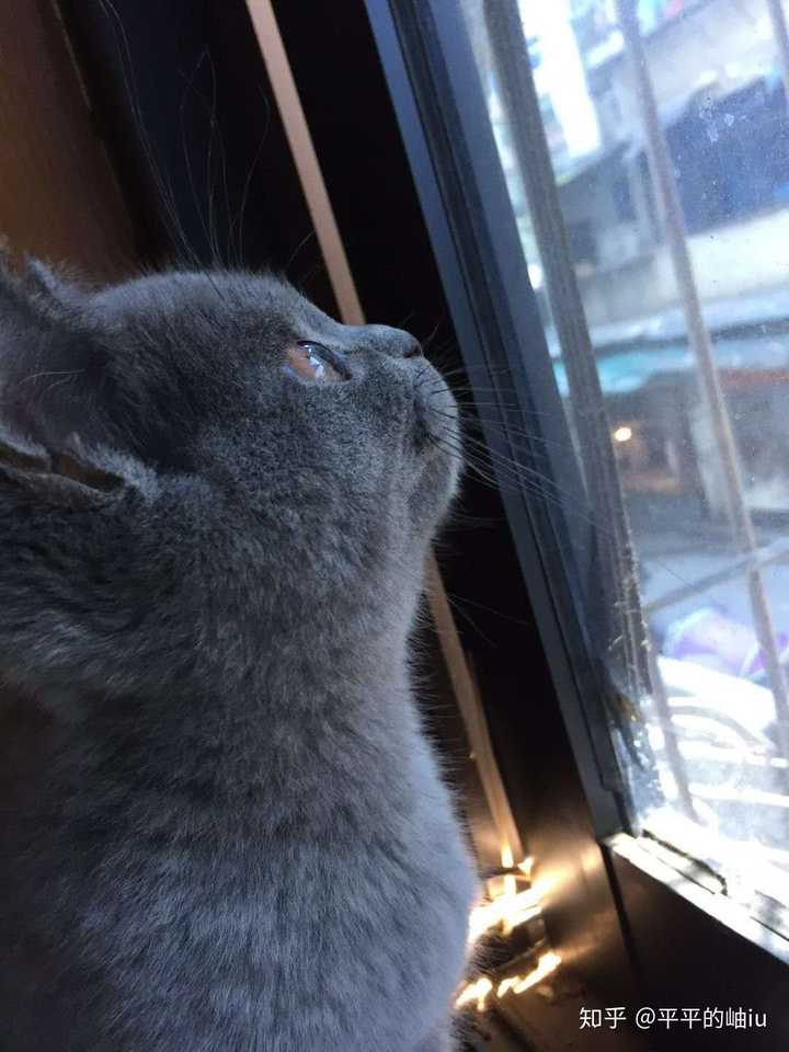 一只猫能可爱到什么程度?
