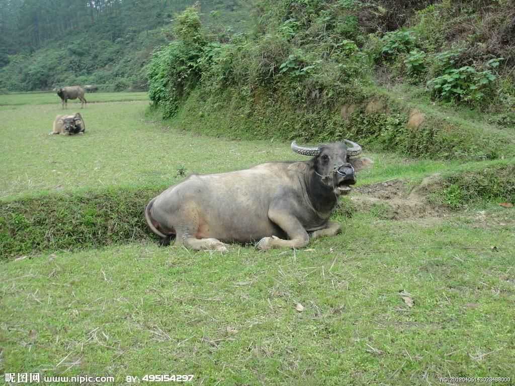 可以任由孩童在身上打闹,尾巴给人拉扯也不会生气.