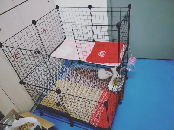 如何养好一只豚鼠 荷兰猪 知乎 如何养好一只豚鼠 荷兰猪 知乎