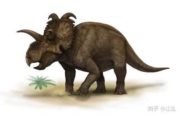 江泓 的想法: 梅杜莎角龙(medusaceratops)在2010年被正式命名,不过