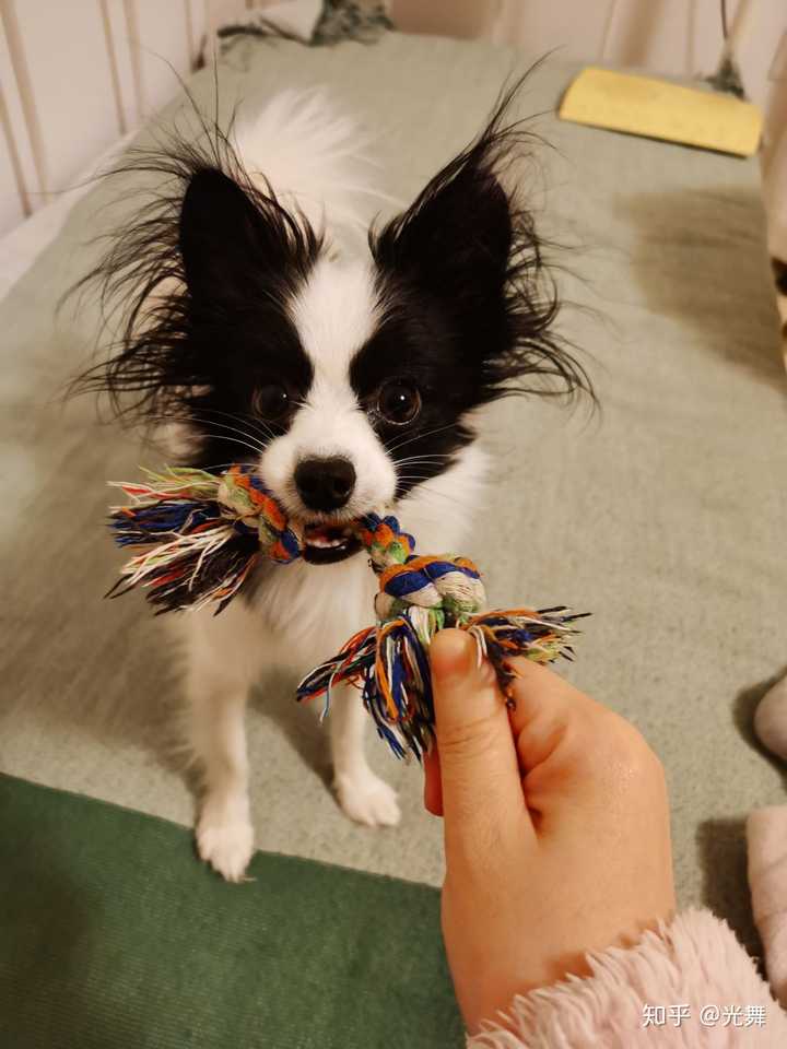 女孩子想养一只狗,推荐一下什么品种? - 知乎