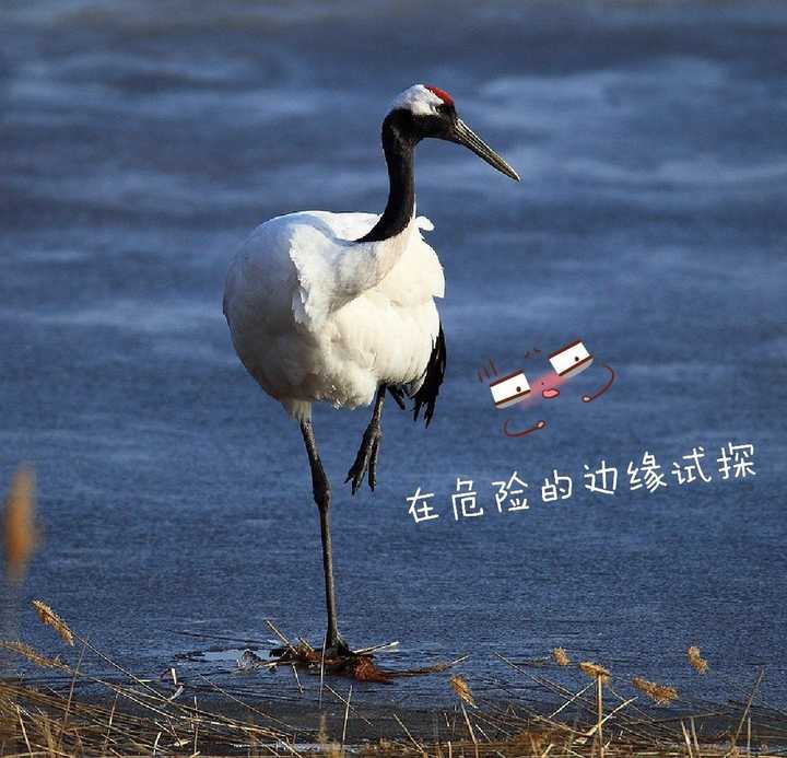 如何看待吃鸡中击倒敌人立马补掉这一行为?