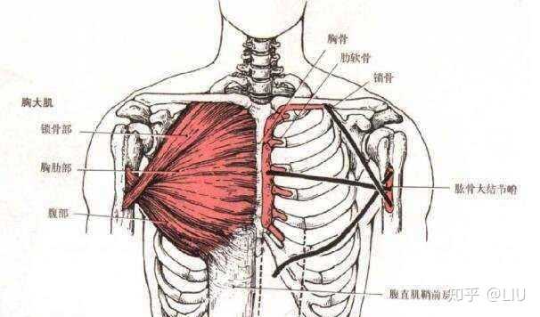 胸肌训练有哪些经典有效的方法? - 知乎