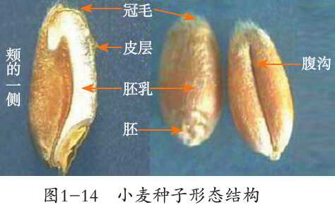 有谁能告诉我,小麦、小麦仁、麦芽、大麦这四个的区别吗? - 知乎
