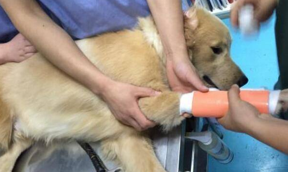 狗狗骨折会自己愈合吗 知乎