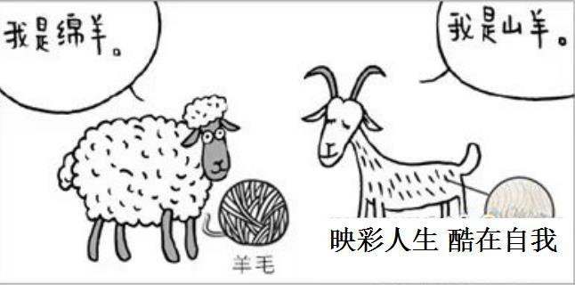 羊毛和羊绒的区别是什么 知乎