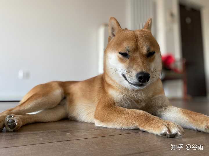 本人第一次准备养狗 十分想养边牧犬 请问可以么 有哪些注意事项呢 知乎