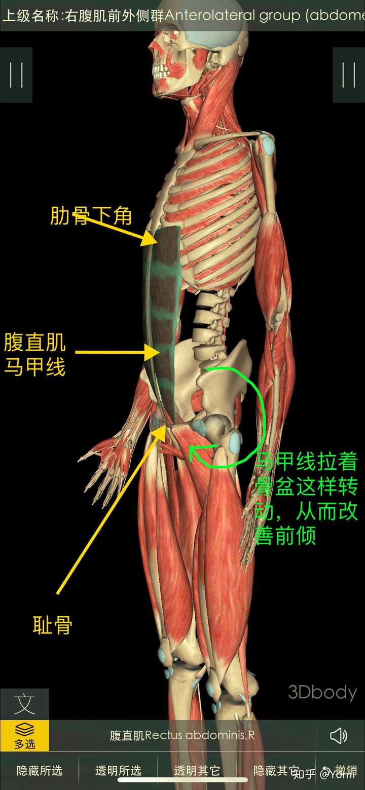 请问女生有骨盆前倾 每天坚持50个仰卧起坐体态会更丑吗 知乎 请问女生有骨盆前倾 每天坚持50个仰卧起坐体态会更丑吗 知乎