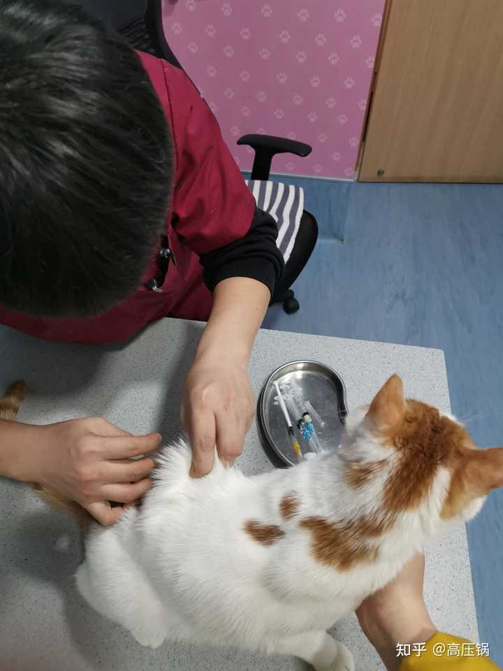 近期疑似多只猫咪吃 Go 九种肉 猫粮后死亡或生病 出问题的批次有哪些 猫咪主人能否索赔 知乎