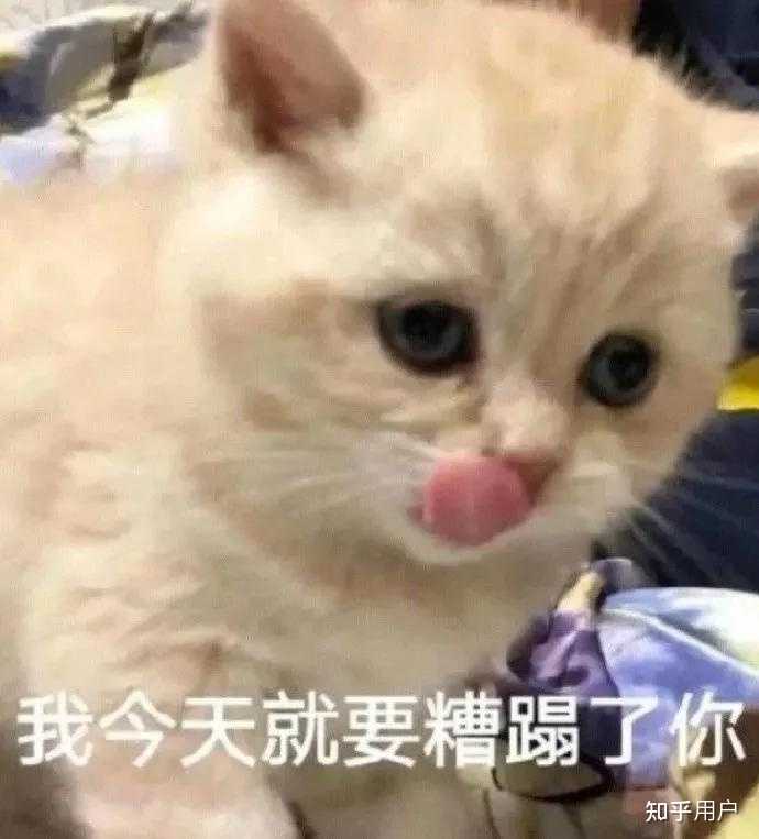 猫咪发情怎么办,如何解决? - 知乎