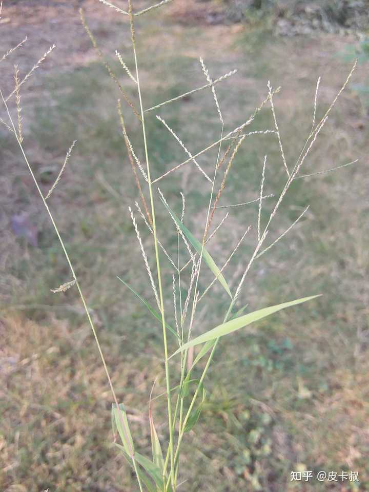 草 一种植物 是什么梗 知乎