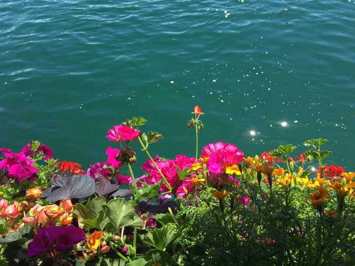 瑞士天鹅湖卡贝尔桥边的花,纯手机拍摄