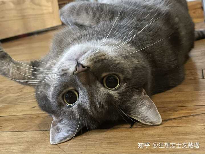 猫为什么会突然疯跑 知乎