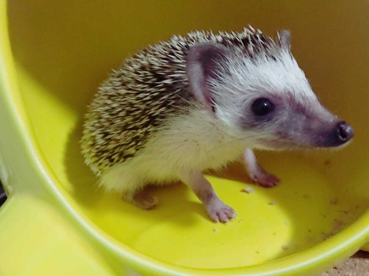 非洲迷你刺猬好养吗?臭吗?被刺了怎么办?