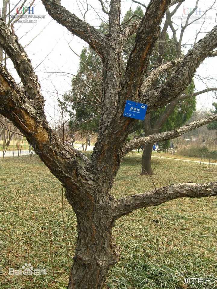 铁桦木到底是什么 知乎用户的回答 知乎