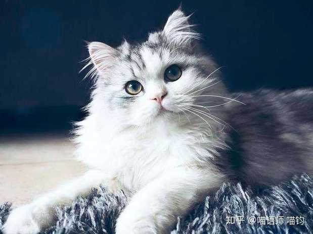 猫咪可以吃花生和糯米吗 知乎 猫咪可以吃花生和糯米吗 知乎