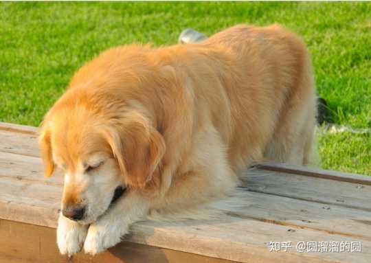 狗狗尿血了 是什么原因 知乎 狗狗尿血了 是什么原因 知乎