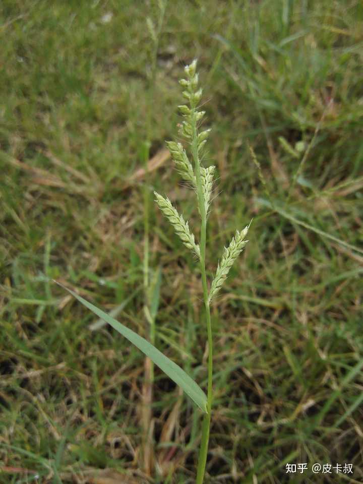 草 一种植物 是什么梗 知乎