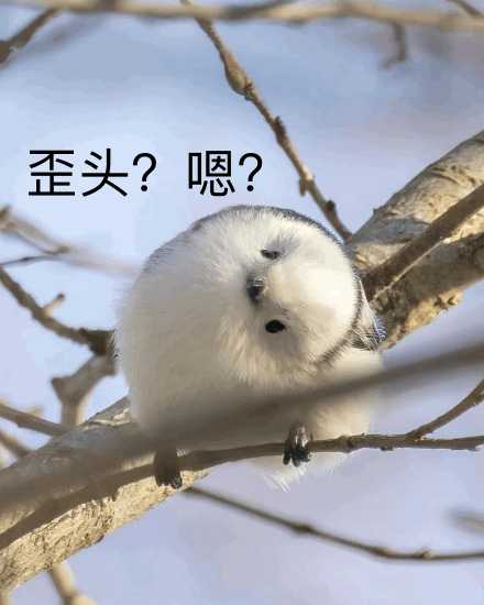 有没有这种小鸟表情包呀