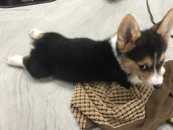 如何训练柯基上厕所?