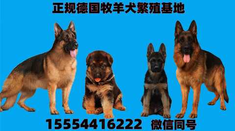 警犬 知乎