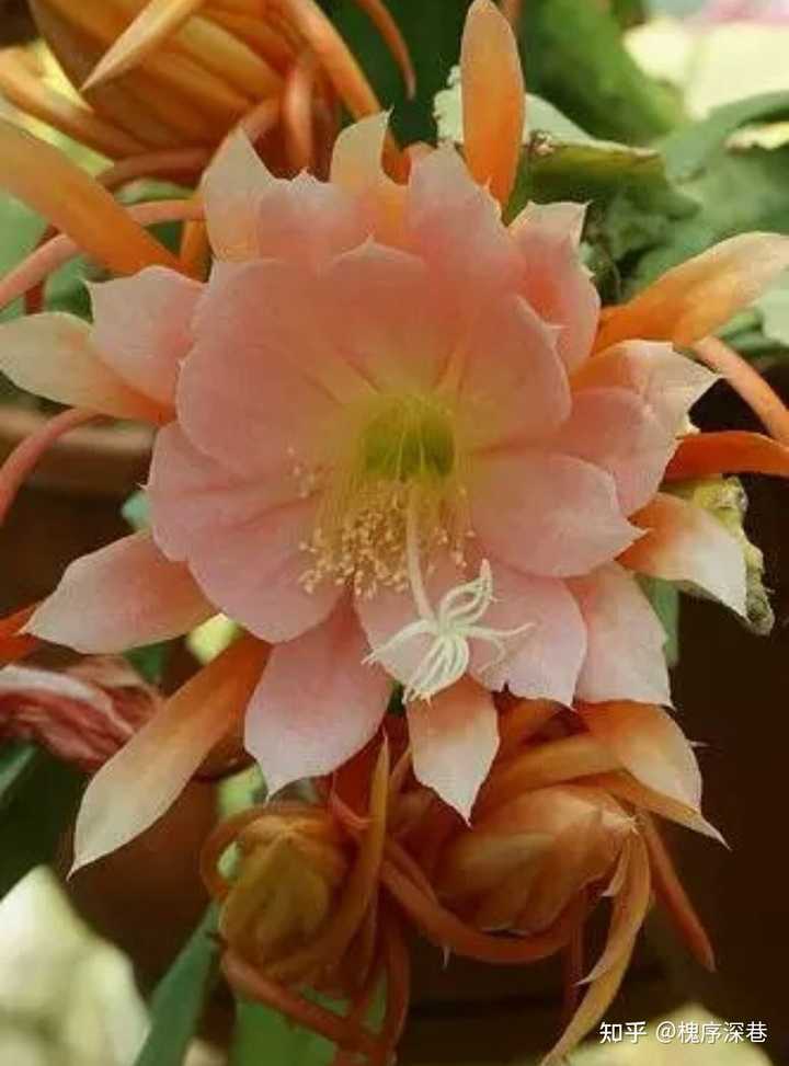 有哪些花是晚上盛开的? - 知乎