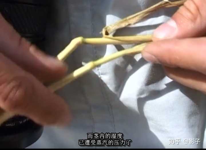 麦田圈到底是谁做的 不黑的影子的回答 知乎 麦田圈到底是谁做的 不黑的影子的回答 知乎
