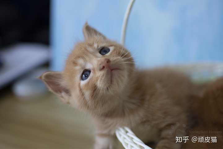 有只品相不好的猫是什么体验 知乎