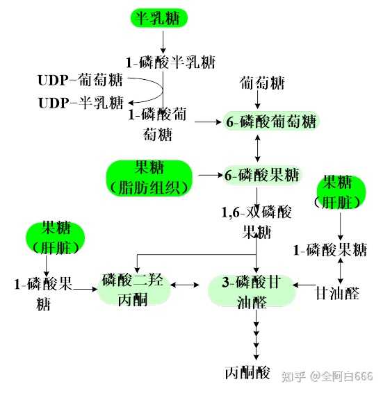 糖酵解代谢途径如何调控呢？ - 知乎