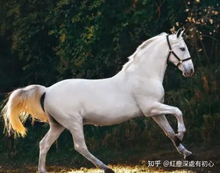 马年说马，古人对马有哪些雅称？ - 知乎