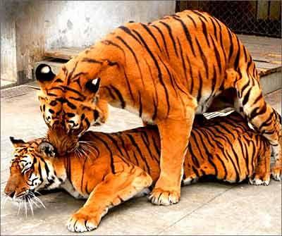 老虎是怎么交配的 知乎