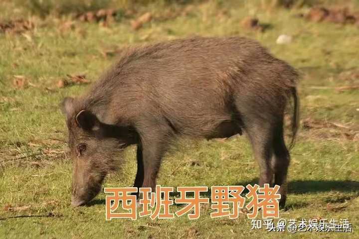 世界十大猪种是什么？各有什么特点？ 知乎 