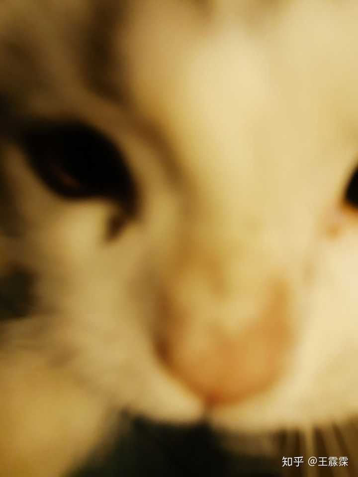 猫咪太粘人了怎么调教让他独立点 知乎 猫咪太粘人了怎么调教让他独立点 知乎